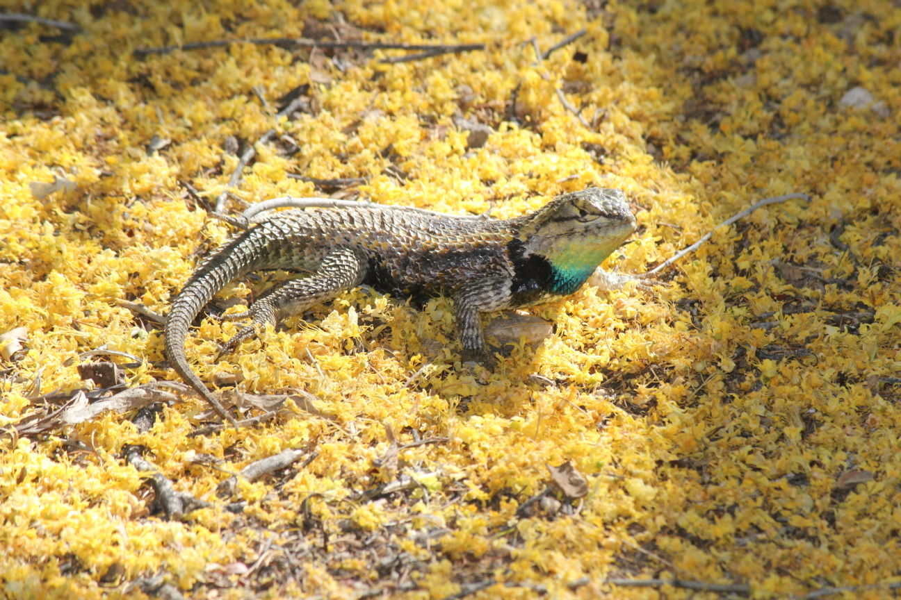 Lizard